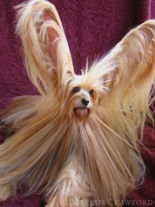 dog_Mollie_fluffed_hair.jpg