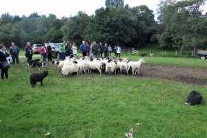 Modern day shepherding in Scotland