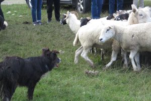 Sheep dog doing his job