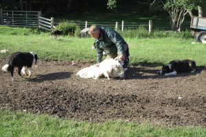 Shearing the sheep