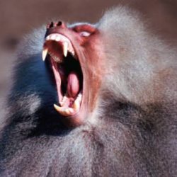 angry-baboon